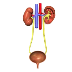 Tienen la función de eliminar los desechos metabólicos del cuerpo (como la urea y el dióxido de carbono) y mantener el equilibrio hídrico y químico del cuerpo.
Composición y Características:
Riñones: Filtran la sangre, formando la orina.
Uréteres: Conducen la orina desde los riñones hasta la vejiga.
Vejiga: Almacena la orina.
Uretra: Elimina la orina.
Regula el volumen de líquidos, electrolitos y pH sanguíneo.
Trabaja junto con otros sistemas, como el sistema circulatorio.
Ejemplos de procesos:
Filtración: Ocurre en las nefronas de los riñones.
Formación de orina: Excreción de sustancias como urea, sales y agua.
Eliminación de desechos: A través de la orina.
El sistema excretor es fundamental para desintoxicar el organismo y mantener el equilibrio interno (homeostasis).