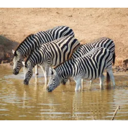 31 de enero día de la Zebra, destacando la importancia de proteger esos anim