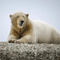 27 de fevereiro dia do Urso Polar, uma data criada pela ONG Polar Bears Inte