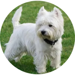 O West Highland White Terrier, muitas vezes chamado de Westie, tem suas raízes na Escócia, onde era originalmente criado para caçar pequenos animais, como ratos e texugos. É reconhecido por sua pelagem branca e dupla, composta por um subpelo macio e um revestimento externo áspero. Eles têm uma expressão viva e alerta, com orelhas triangulares eretas e olhos escuros e brilhantes. Seu corpo é compacto e musculoso, com uma cauda curta e reta.  São conhecidos por sua personalidade ousada e destemida. Eles são cães corajosos e curiosos, sempre prontos para explorar e investigar o ambiente ao seu redor. São cães inteligentes e astutos, com uma mente afiada e uma vontade forte. Seu pelo reque escovação semanal para remover pelos soltos e prevenir emaranhados, e banhos ocasionais para manter a pelagem limpa. São geralmente saudável, mas podem ser propensos a alergias de pele e problemas oculares.