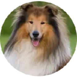 O Rough Collie é uma raça de cão originária da Escócia, conhecida por sua beleza, inteligência e temperamento gentil. Descendentes de cães pastores, são excelentes para pastoreio e possuem forte instinto de proteção. São leais, dóceis e se dão bem com crianças e outros animais. Requerem cuidados com a pelagem longa e precisam de exercícios diários e estímulos mentais. Geralmente são saudáveis,  mas pode estar sujeito a algumas condições genéticas, como displasia de quadril, atrofia progressiva da retina e sensibilidade a certos medicamentos.  É um cão encantador, conhecido por sua beleza clássica, temperamento amável e inteligência excepcional. São companheiros leais e dedicados, adequados para famílias ativas e aqueles que buscam um amigo fiel e amoroso. 