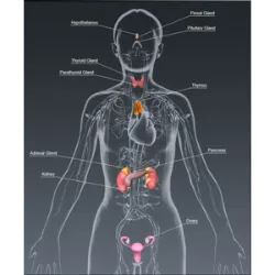 Su función es producir y liberar hormonas que regulan diversas funciones corporales, como el crecimiento, el metabolismo, la reproducción y el equilibrio interno (homeostasis).
Características:
Formado por glándulas endocrinas, que liberan hormonas directamente en la sangre.
Actúa de forma lenta pero duradera, regulando los procesos corporales.
Trabaja junto con el sistema nervioso para mantener el equilibrio en el cuerpo.
Principales glándulas y hormonas:
Glándula pituitaria (glándula maestra): controla otras glándulas y produce hormonas como la GH (crecimiento).
Tiroides: Regula el metabolismo (hormonas T3 y T4).
Páncreas: Produce insulina y glucagón (control de glucosa).
Suprarrenales: Liberan adrenalina y cortisol (respuesta al estrés).
Ovarios y Testículos: Producen hormonas sexuales (estrógeno, progesterona, testosterona).