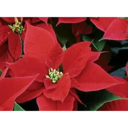 12 de diciembre día de la Flor de Pascua, también llamada Flor de Navidad o 