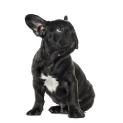 The French Bulldog is a breed of dog originating from France, known for its strikin