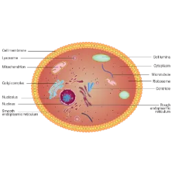 • Cellular constituent: Genetic material – Controls cellular activities;  Prokaryotic cell: Condensed in the cytoplasm; Eukaryotic plant/animal cells: Organized in the nucleus. • Cellular constituent: Cytoplasm – Semi-fluid space, with dispersed organelles, where chemical reactions occur; Prokaryotic cell: With some structures; Eukaryotic plant/animal cells: With numerous organelles. • Cellular constituent: Mitochondria – Organelles that ensure the obtaining of energy through cellular respiration; Prokaryotic cell: Absent Eukaryotic plant/animal cells: Present