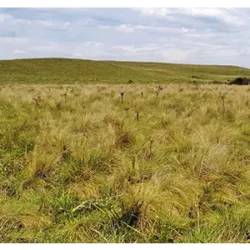 17 de diciembre día del Bioma de la Pampa en Brasil. La fecha fue establecid