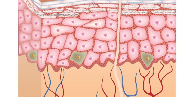 Human Tissues Quiz Banner