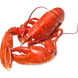 National Lobster Day in the United States is celebrated on September 25th