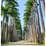 O Jardim Botânico é um dos principais pontos turísticos do Rio de Janeiro, localizado no bairro da Gávea. Fundado em 1808, durante o período colonial, é um dos mais antigos jardins botânicos do Brasil e uma importante instituição científica e de preservação da flora brasileira. Abrange uma área de aproximadamente 54 hectares e possui uma grande diversidade de espécies vegetais, tanto nativas quanto exóticas. O local é um verdadeiro oásis verde no coração da cidade e oferece aos visitantes a oportunidade de conhecer e apreciar a rica biodiversidade da flora brasileira.