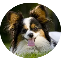 O Papillon é uma raça de cão de pequeno porte conhecida por suas orelhas grandes e 