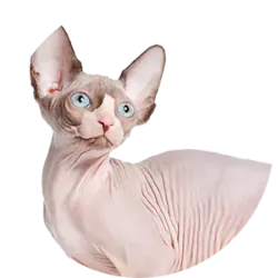 Os Gatos Sphynx são conhecidos por sua pele macia e sem pelos. Apesar de sua aparência nua, eles podem ter uma fina camada de pelo curto, macio e sedoso, dando-lhes uma sensação agradável ao toque. Possuem um corpo musculoso e bem proporcionado. Sua cabeça é angular, com orelhas grandes e olhos expressivos, geralmente grandes e redondos.  São gatos altamente sociáveis e amorosos.  Essa raça foi desenvolvida no Canadá na década de 1960, através de cruzamentos seletivos entre gatos sem pelo e outras raças, como Devon Rex e American Shorthairs.  Eles devem ser banhados regularmente para remover o acúmulo de óleo na pele e prevenir problemas de pele. Além disso, podem precisar de proteção contra temperaturas extremas. Geralmente saudáveis, mas podem ser suscetíveis a problemas de pele, incluindo o desenvolvimento de erupções cutâneas e fungos na pele.